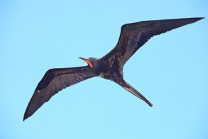 Frigatebirds - Masters of the Wind