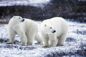 Adapting to Survive - The Shifting Diet of Polar Bears
