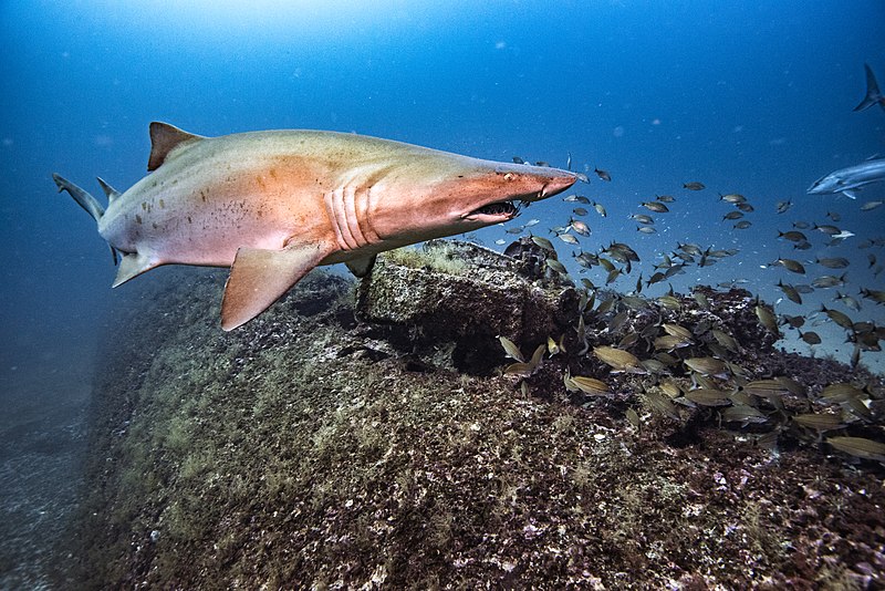 The Enigma of Sand Tiger Sharks