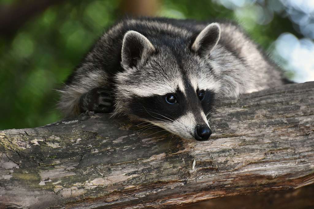 Raccoons – The Midnight Bandits