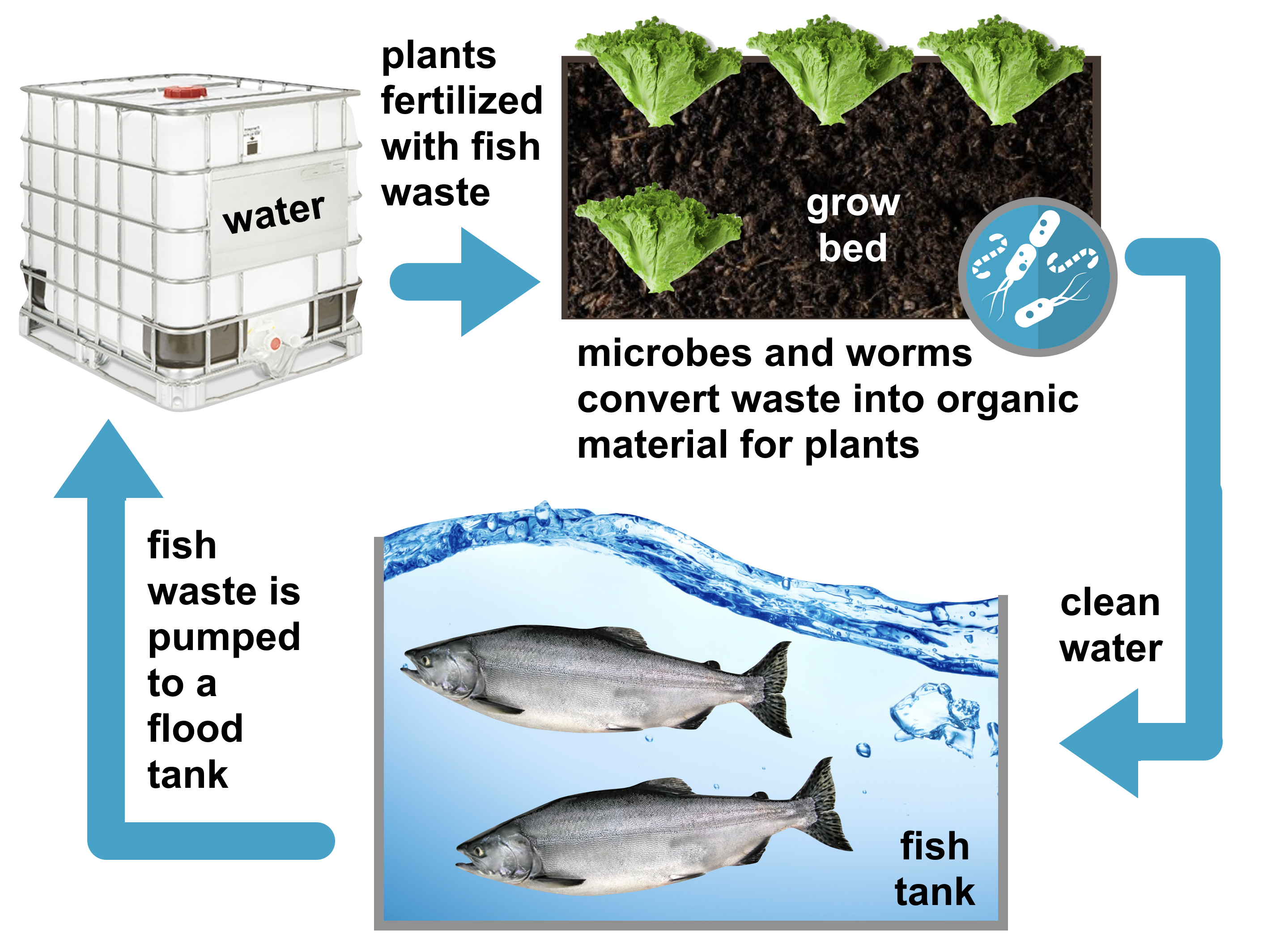 The Ebb and Flow of Fish-Powered Aquaponics