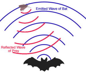 Bats and Echolocation - Whispering in the Dark