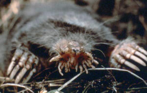 The Underground Remarkable Touch of the Star-Nosed Mole