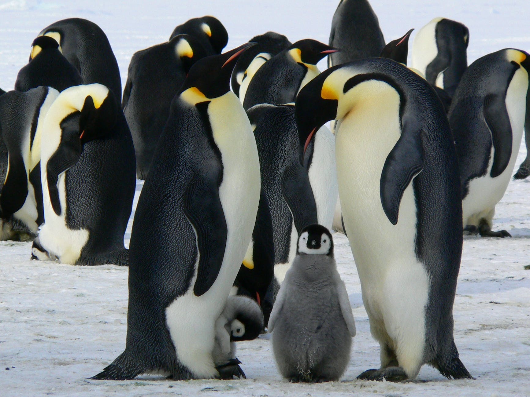 Emperor Penguins – A Tale of Survival on the Ice