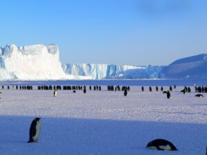 How are Emperor Penguins Affected by Climate change?