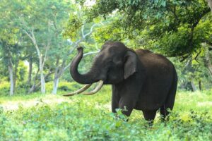 Elephant Seismic Signals Elephants - Earthly Conversations