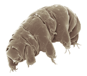 Water Bears - A Tale of Survival in Extremes