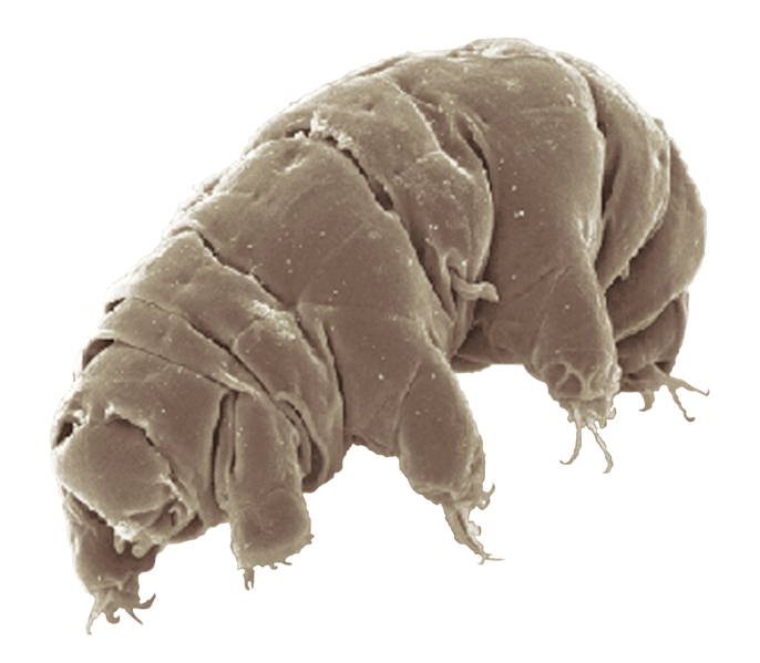 Water Bears – A Tale of Survival in Extremes